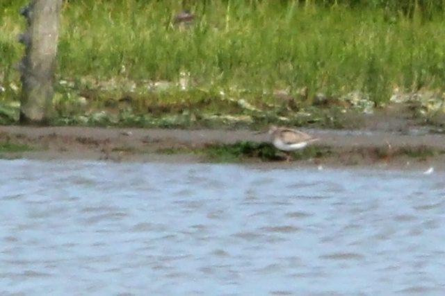 13 juli 2013, Terekruiter, Breebaardpolder