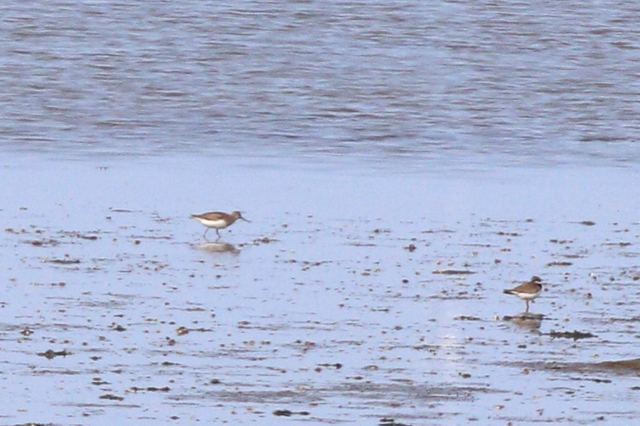 17 augustus 2024, Terekruiter, Wad bij Wierum_01