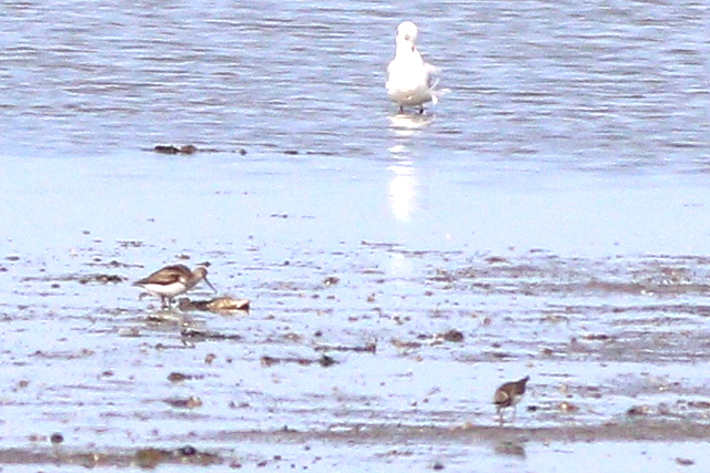17 augustus 2024, Terekruiter, Wad bij Wierum_02