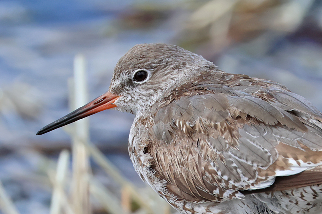 12 september 2025, Tureluur, Holwerd