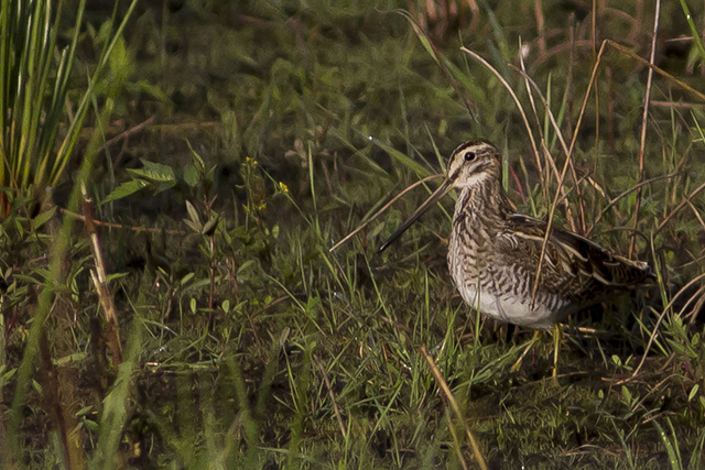 12 augustus 2014, Watersnip, Fochteloerveen_2