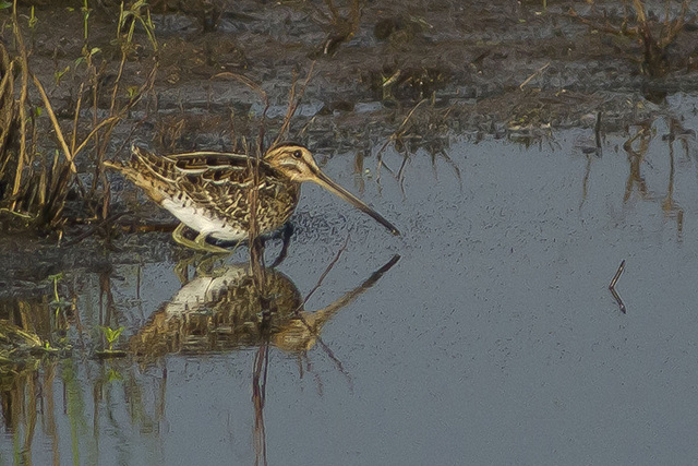 12 augustus 2014, Watersnip, Fochteloerveen_3