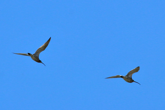 6 april 2020, Wulpen, FL22