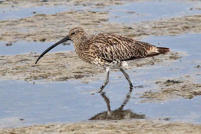 19 augustus 2023, Wulp, 01_Holwerd