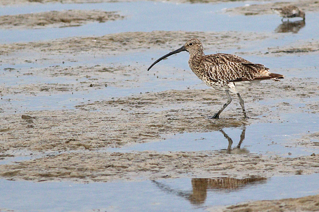 19 augustus 2023, Wulp, 02_Holwerd