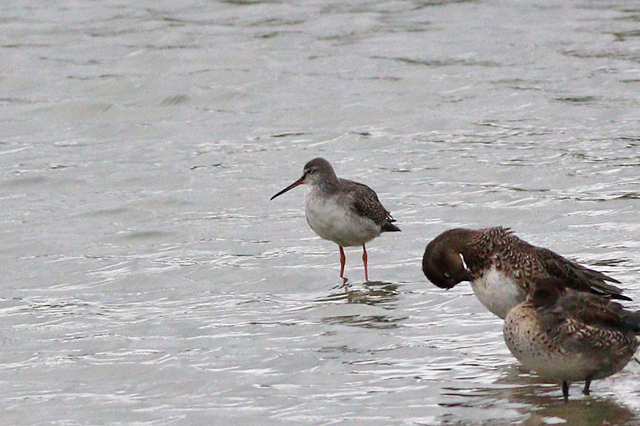 9 oktober 2023, Zwarte Ruiter, Harlingen