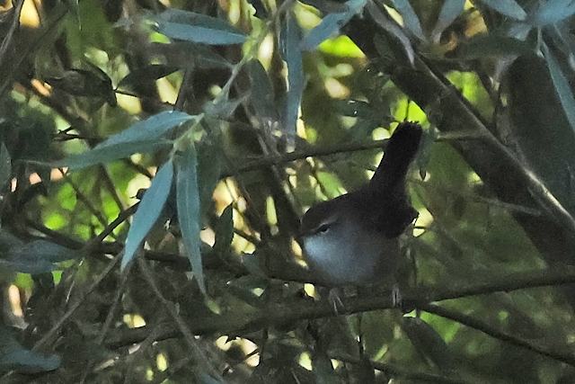 5 september 2025, Cettis Zanger, Zoutkamp