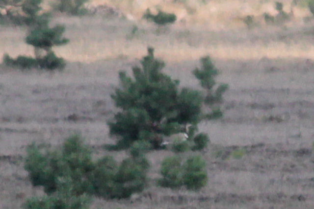 3 september 2011, kleine trap, otterloo