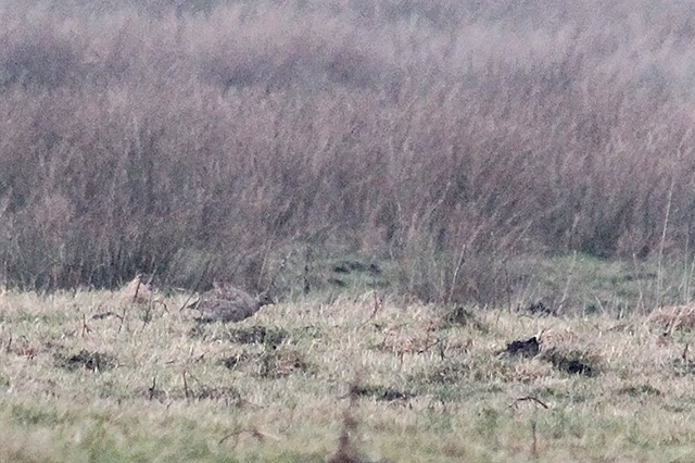 19 februari 2014, Kleine Trap,  Langelo