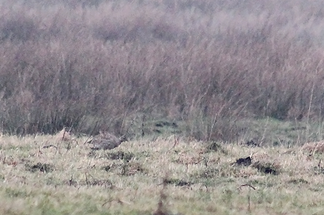 19 februari 2014, Kleine Trap,  Langelo_2