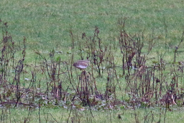 24 december 2019, Kleine Trap, Kolhorn