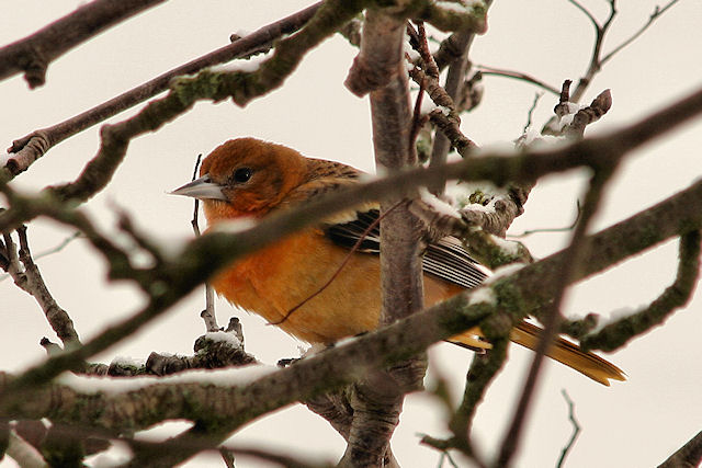 6 januari 2010, Baltimoretroepiaal, Alkmaar_03