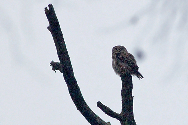 29 december 2013, Dwerguil, Lettele