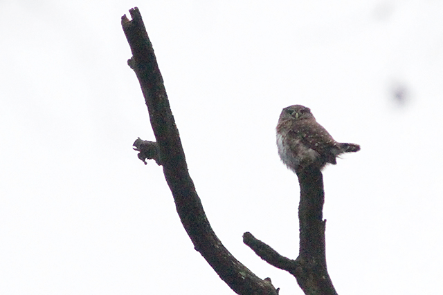 29 december 2013, Dwerguil, Lettele_3