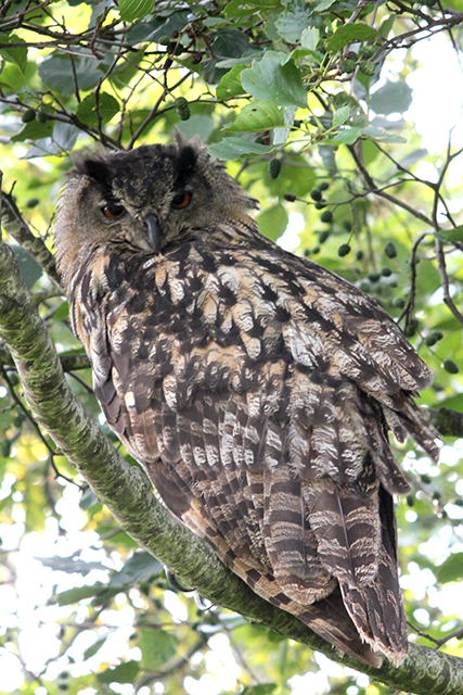 24 augustus 2013, Oehoe, 1_lauwersmeer