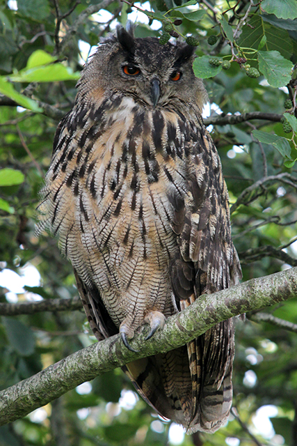 24 augustus 2013, Oehoe, 3_lauwersmeer