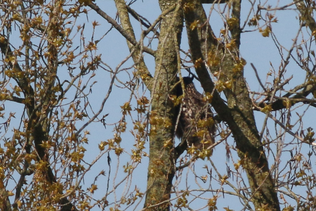 9 april 2017, Oehoe, Lauwerzijl
