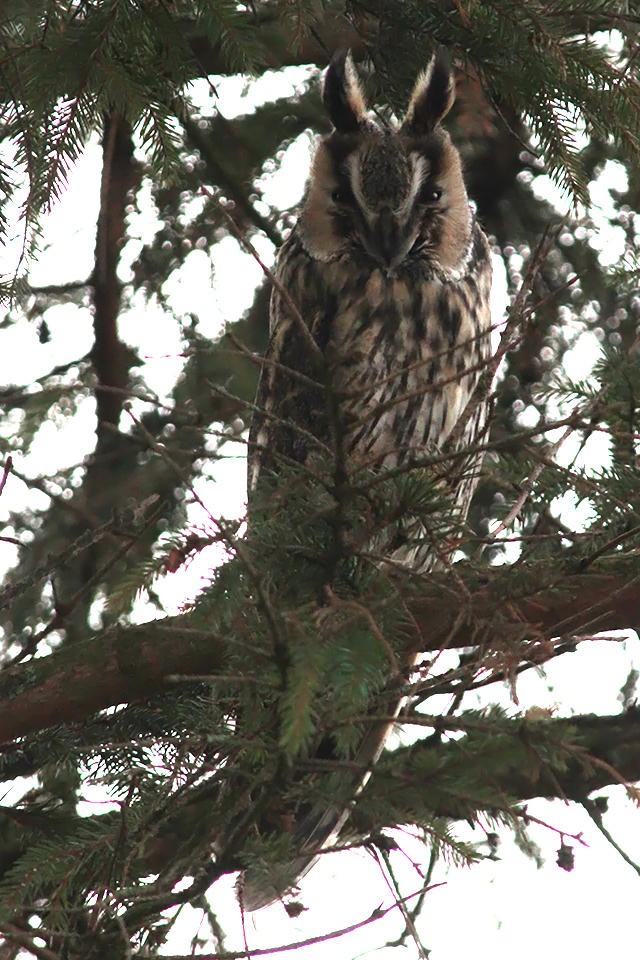 18 januari 2014, Ransuil, Fochteloërveen