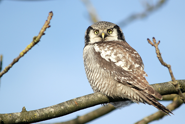 29 december 2013, Sperweruil, Zwolle