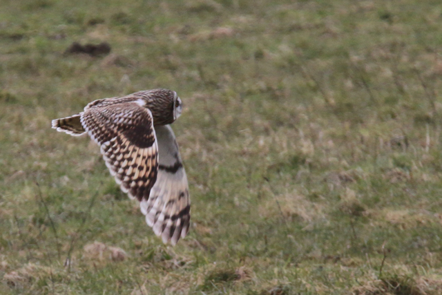 6 maart 2016, Velduil, Ezumakeeg_2