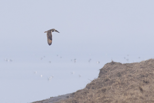 8 november 2025, Velduil, Paezemerlannen