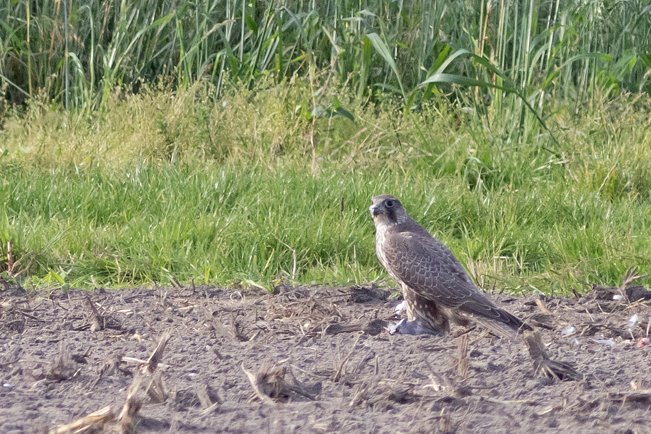 18 oktober 2025, Giervalk, 02_Oorsprongweg-Texel