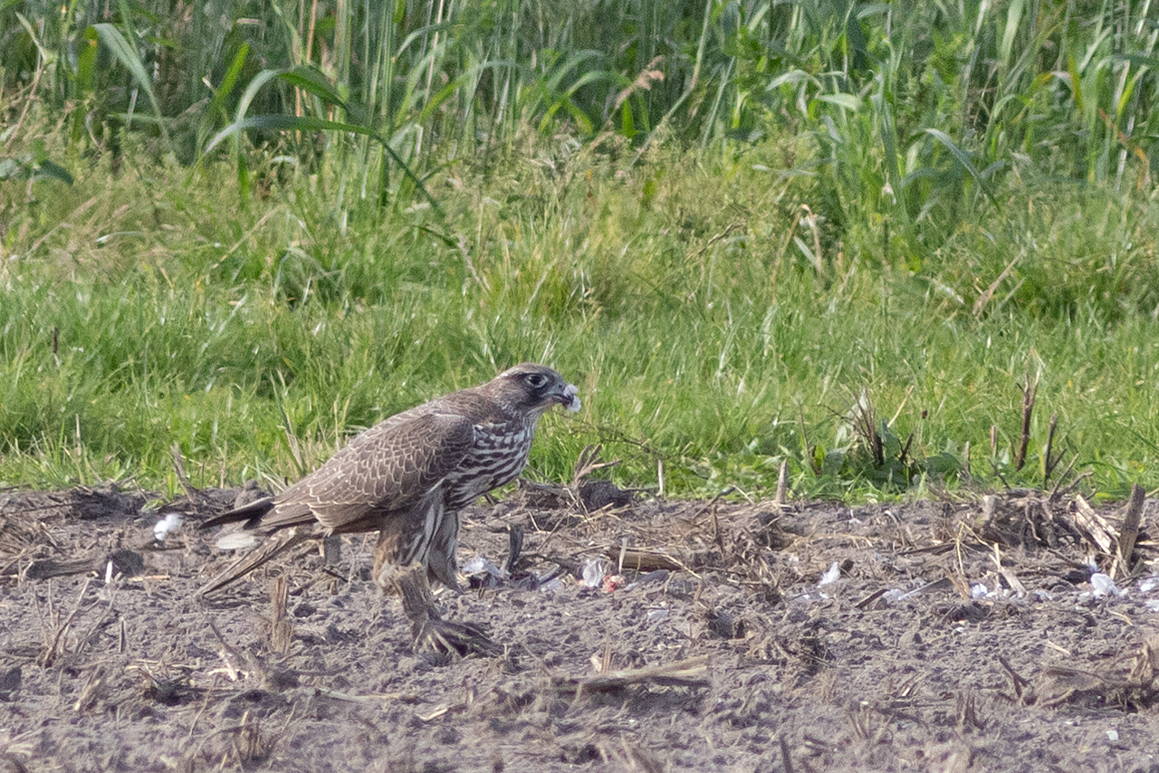 18 oktober 2025, Giervalk, 03_Oorsprongweg-Texel