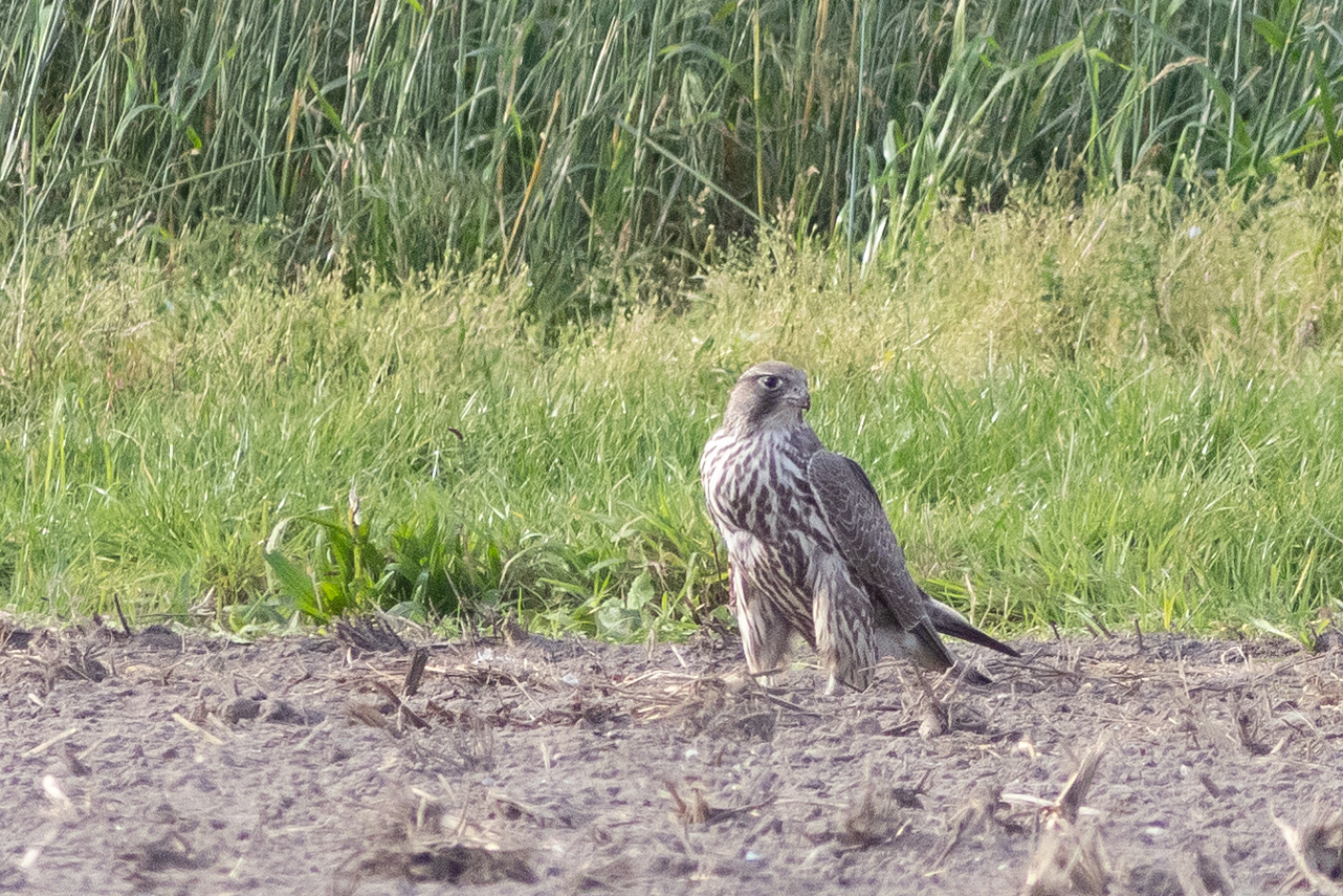 18 oktober 2025, Giervalk, 04_Oorsprongweg-Texel