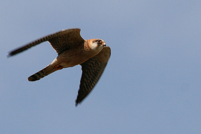 12 mei 2008, Roodpootvalk, vrouw_Fochteloerveen