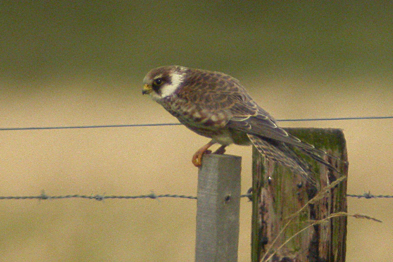 5 september 2009, Roodpootvalk, 2_Lauwersmeer