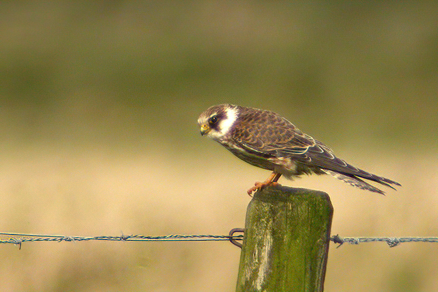 5 september 2009, Roodpootvalk, Lauwersmeer