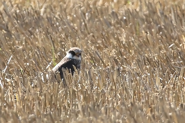 6 september 2015, Roodpootvalk, 3_Lauwerzijl