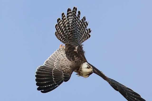 6 september 2015, Roodpootvalk, Lauwerzijl