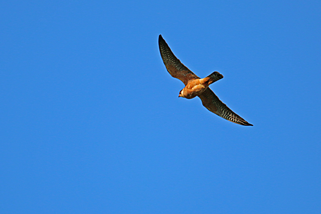 12 mei 2016, Roodpootvalk, Vrouw_Gasterense Duinen