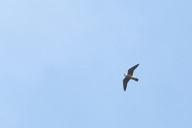 14 mei 2017, Roodpootvalk, Roden