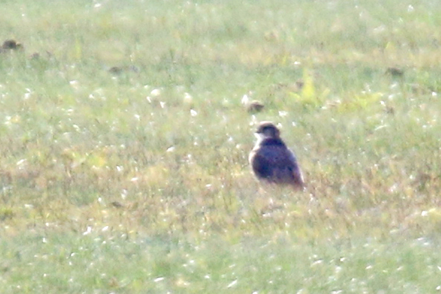 9 mei 2019, Roodpootvalk-vrouw, Oude-Robbengat