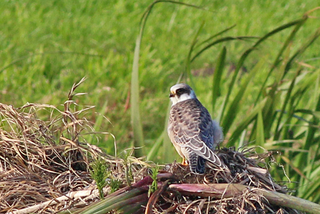 17 september 2019, Roodpootvalk, Sneekermeer-Griene_Dyk