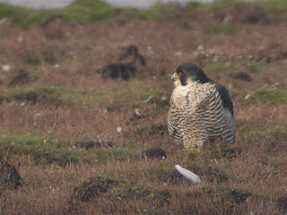 9 oktober 2006, Slechtvalk, Texel