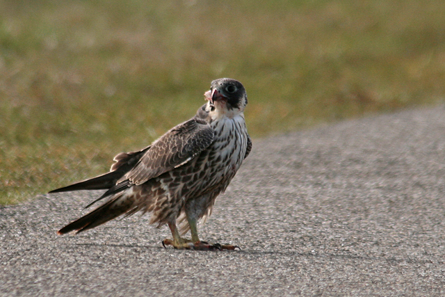 29 maart 2009, Slechtvalk, Lauwersmeer