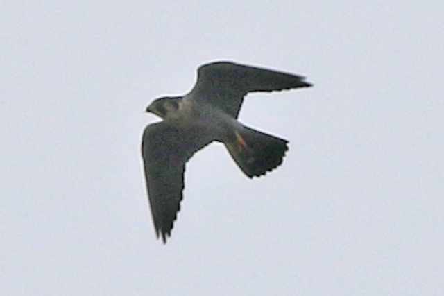 11 november 2022, Slechtvalk, 01_FL22