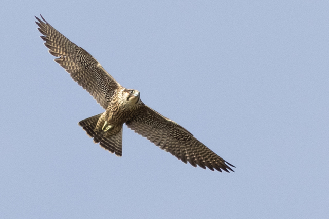 20251014 Slechtvalk Texel
