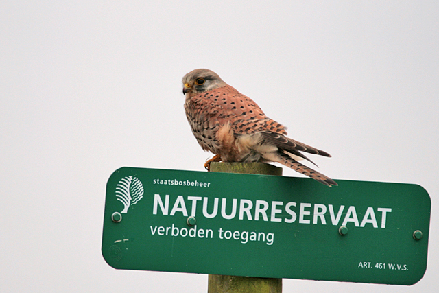 20 januari 2008, Torenvalk, lauwersmeer