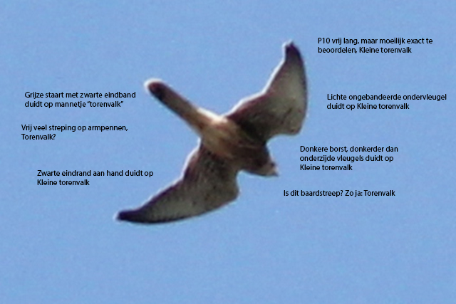 22 juli 2013, torenvalk, Fl22_mettekst