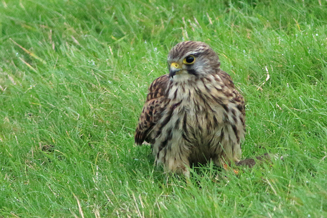 22 november 2022, Torenvalk, Lauwersmeer-Kustweg