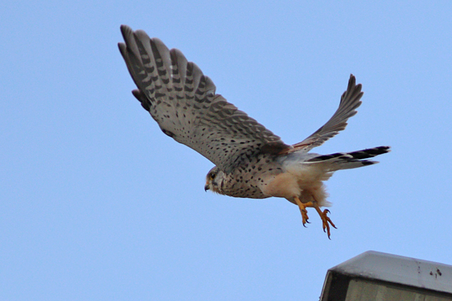 23 augustus 2023, Torenvalk, 01_Lauwersoog