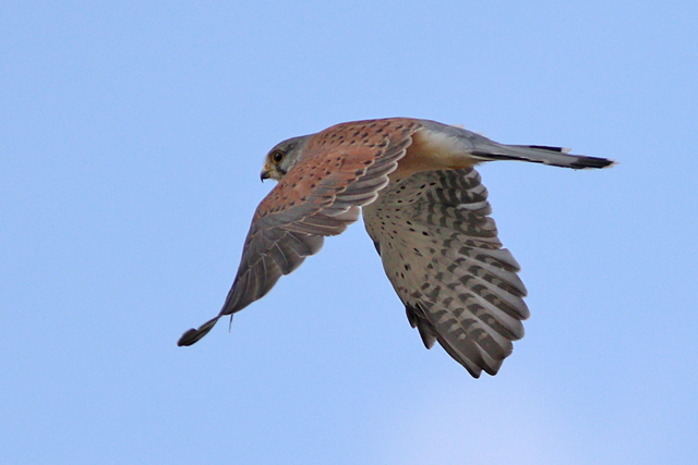 23 augustus 2023, Torenvalk, 02_Lauwersoog