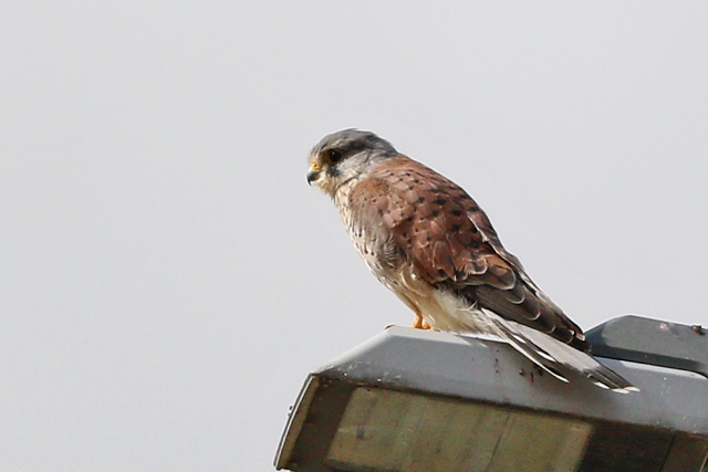 27 augustus 2023, Torenvalk, Lauwersoog
