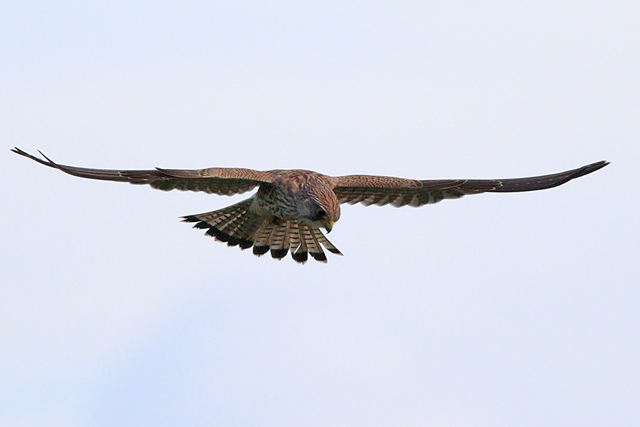 29 december 2023, Torenvalk, Lheebroek - De Vennen