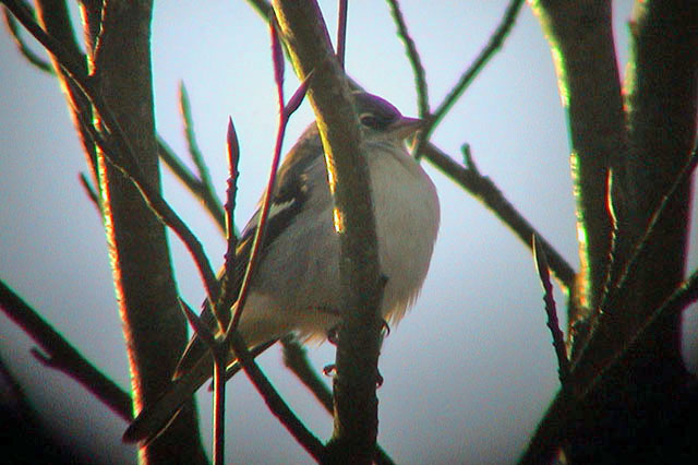 20031210 Afrikaanse Vink Haren