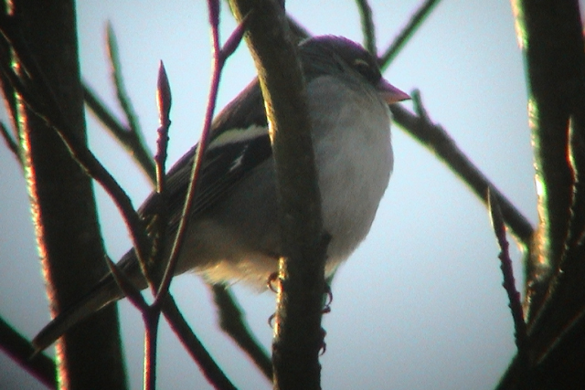 10 december 2003, Vermoedelijke Atlasvink, Haren